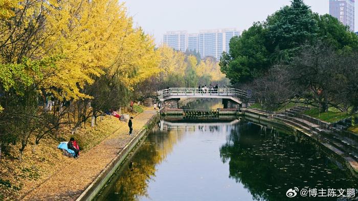 三峡大学银杏树图片