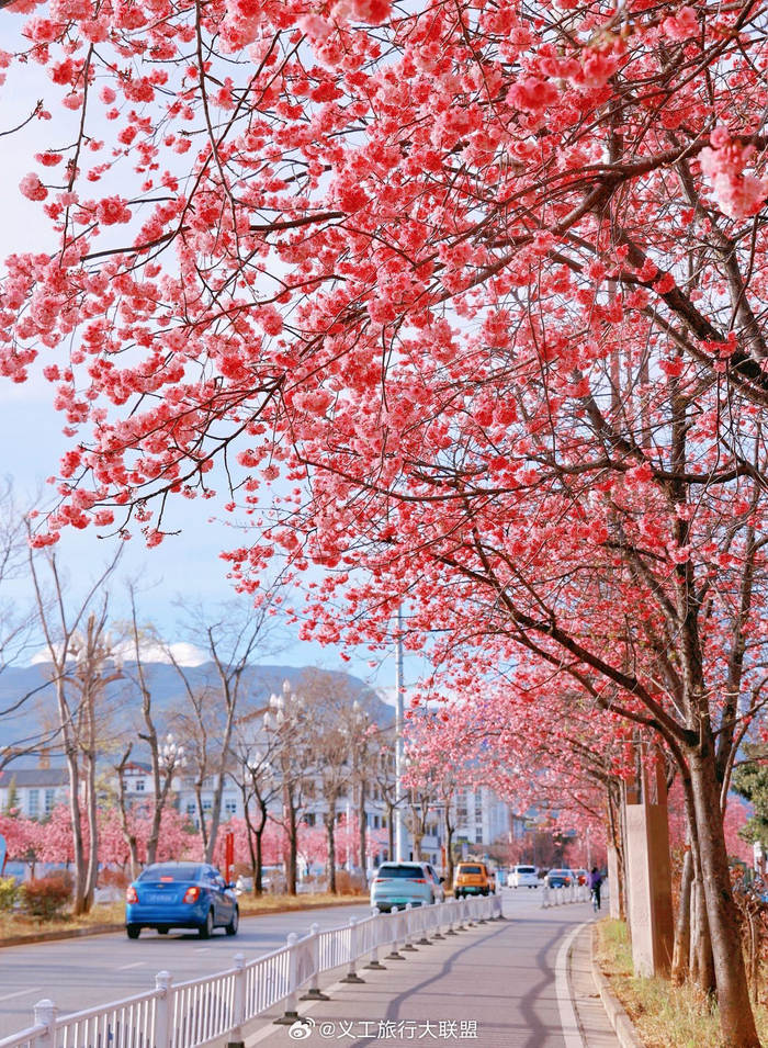 玉龙雪山脚下丽江古城内外满大街的樱花盛开了春色浪漫