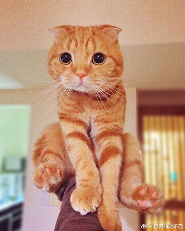 日本的小橘猫不仅不胖,令人血槽放空的萌眼和小圆脸简直就是萌界之王