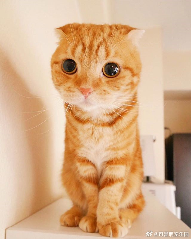 日本的小橘猫不仅不胖,令人血槽放空的萌眼和小圆脸