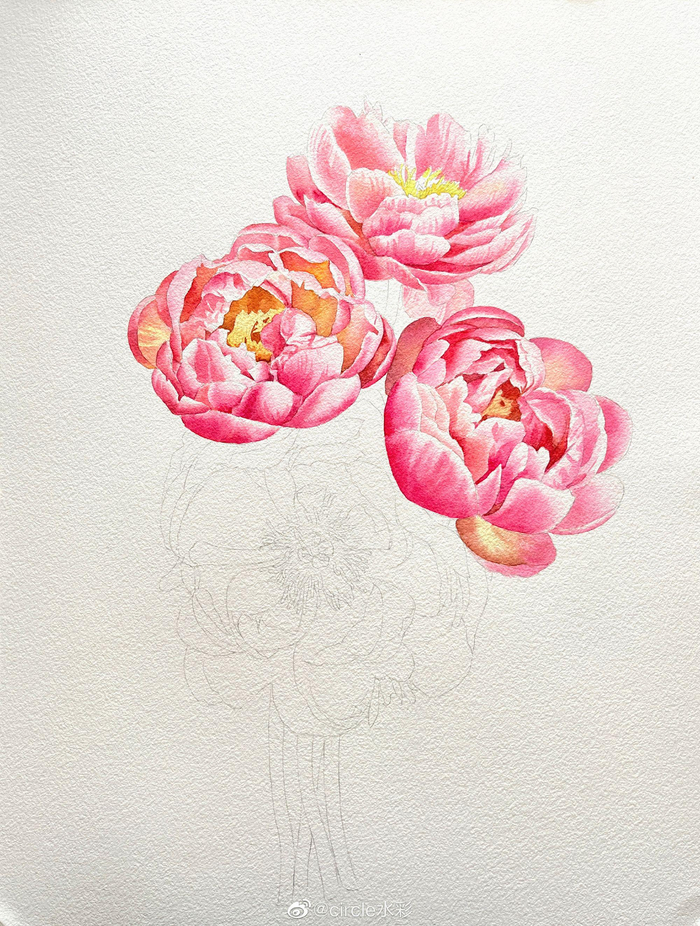 芍药花水彩教程 | 烟花眠芍药,共赏枝上春