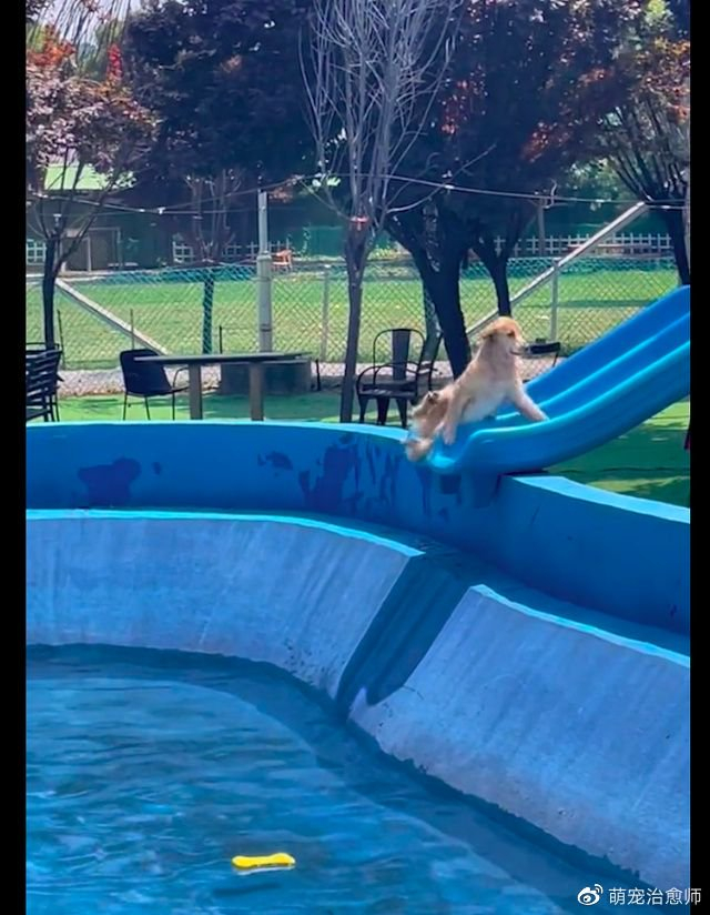 6月26日在陕西西安,有一位网友那一天带着狗狗来到附近游乐场玩,因为