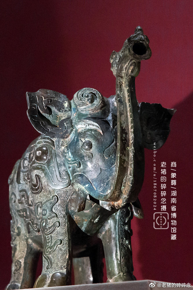 孤品|国内仅存的商代青铜象尊
