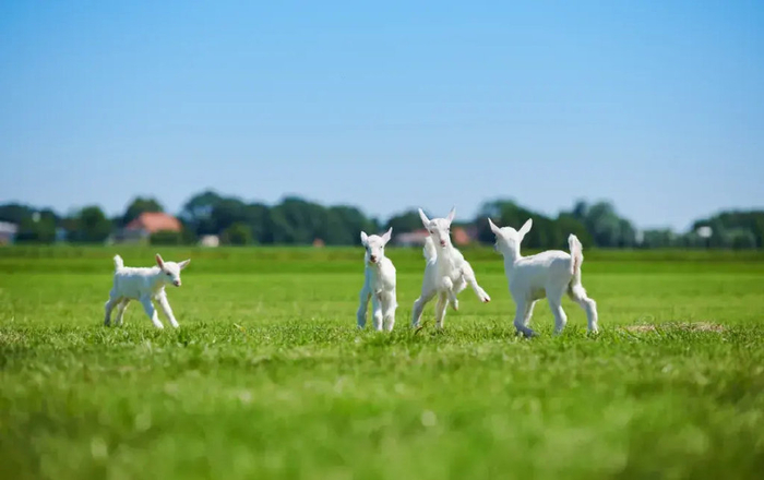 获"双料认证",澳优佳贝艾特"全球羊奶第一品牌"地位