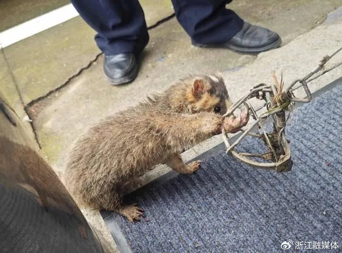 野生动物|狗獾|收容_新浪新闻