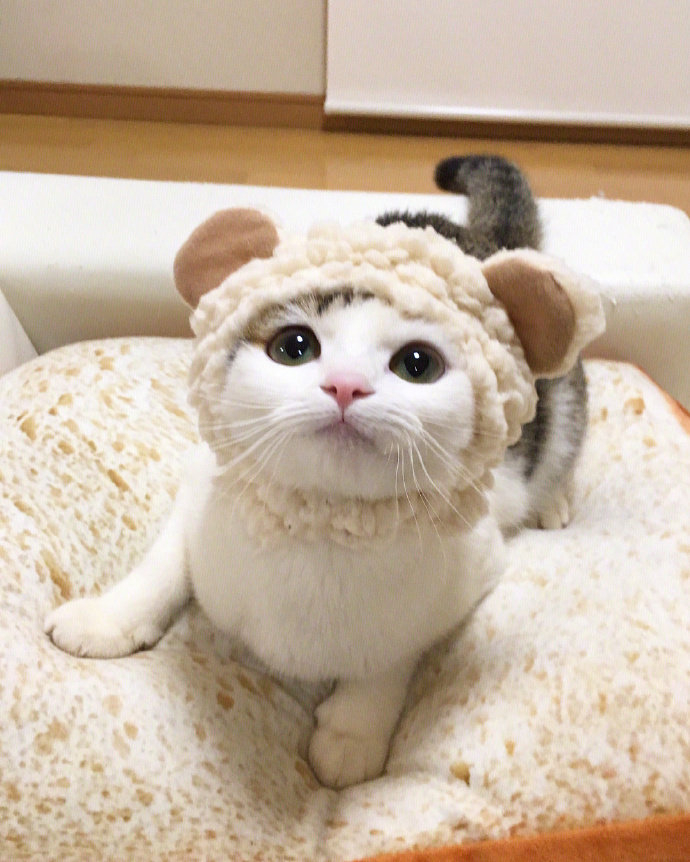 小猫咪戴上不同的帽子后萌爆了