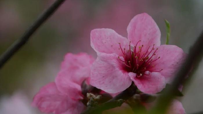耿兵诗选｜再见桃花，再见春天