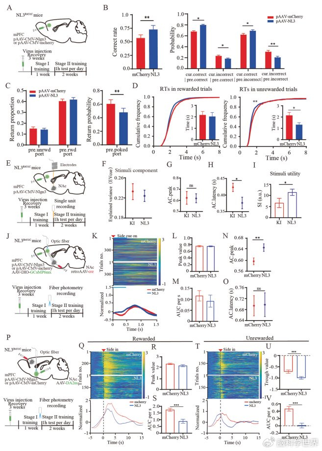 mol psychiatry:调控孤独症认知灵活性缺陷的新神经环路机制
