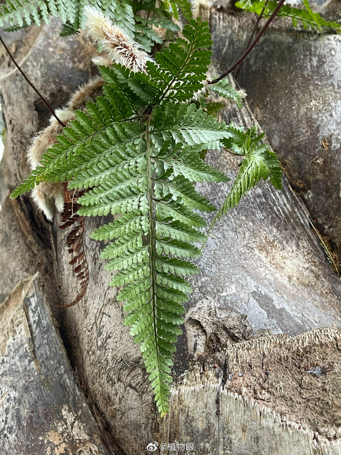 海枣茎上的"梯田"上,物种丰富