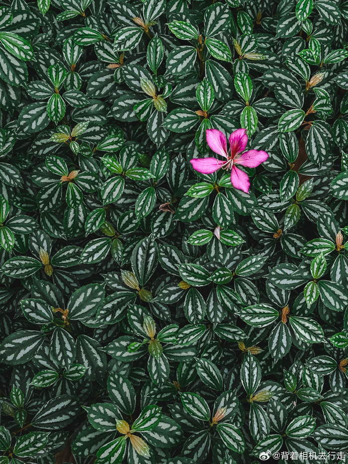 公园中的慵懒与松弛感微相册微博摄影