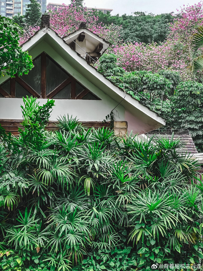 公园中的慵懒与松弛感微相册微博摄影