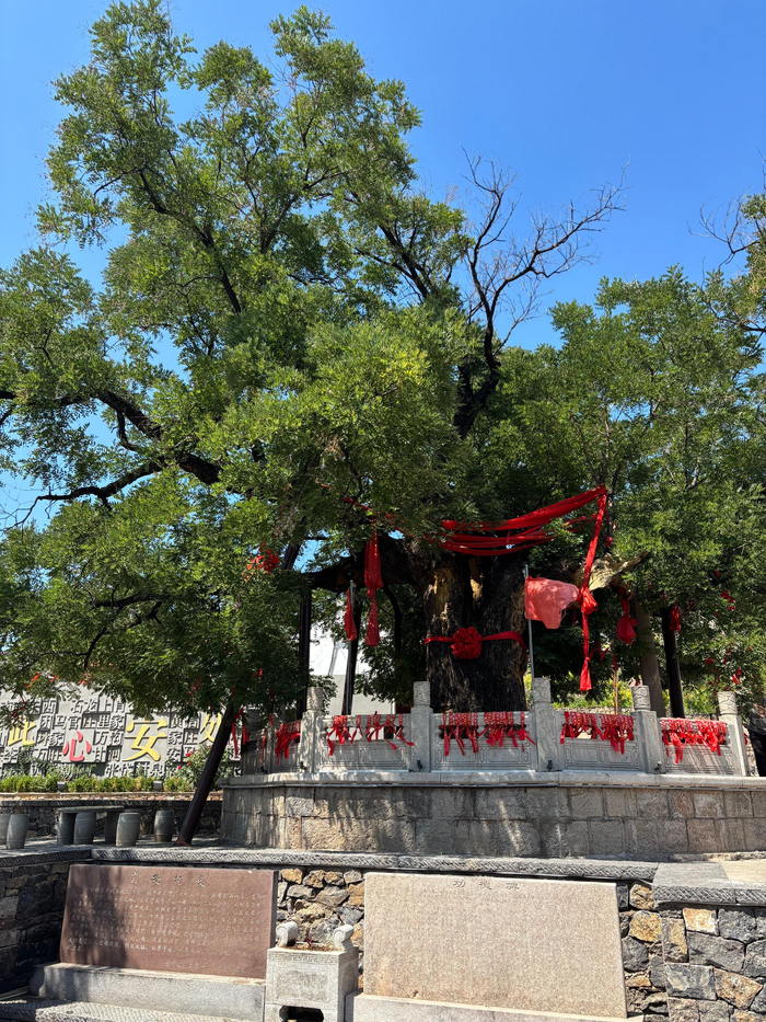 村口的千年古槐树