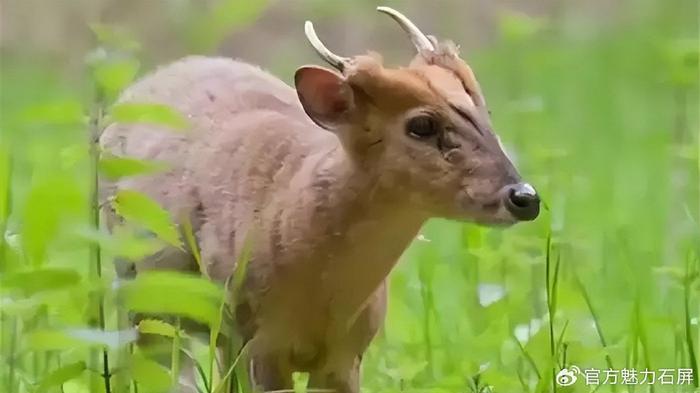 野生麂子進村來 眾人幫助歸山去|寶秀鎮|野生動物