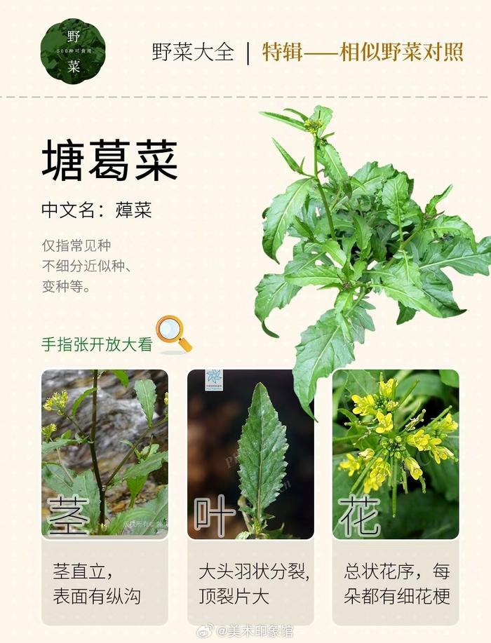 春天到了,奉上野菜图鉴 !看完你就懂了