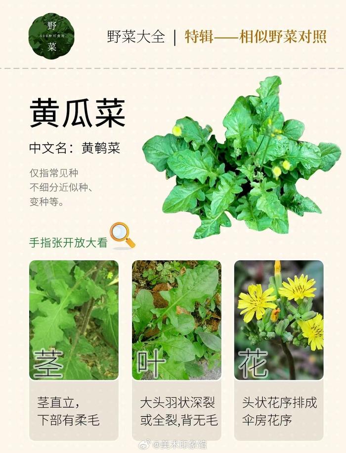 野菜的名字大全带图片图片