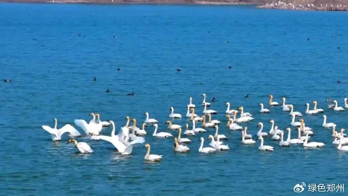 郑州中牟:春回大地 雁鸣湖迎来北归候鸟