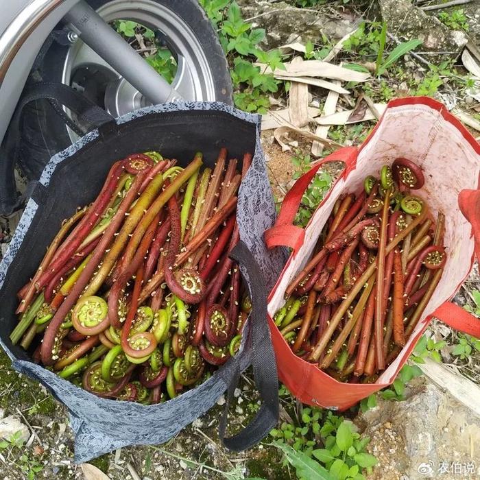 早春采摘的野菜图片