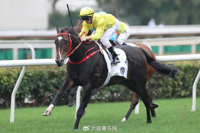 "史云尼斯"在国内玉龙国际赛马公开赛上的冠军子嗣