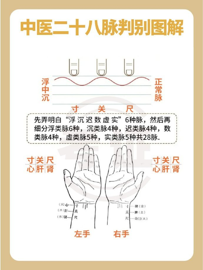 中医入门知识:二十八脉脉象的判别|脉象|入门|中医_新浪新闻