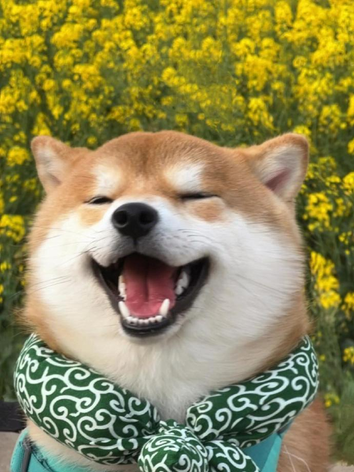 笑起来好治愈的狗狗 救命哇真的很可爱!