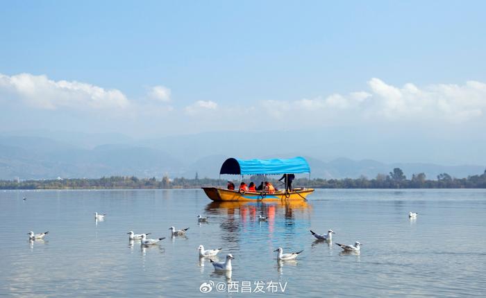 冬日西昌邛海岸,人與紅嘴鷗和諧相處……__財經頭條