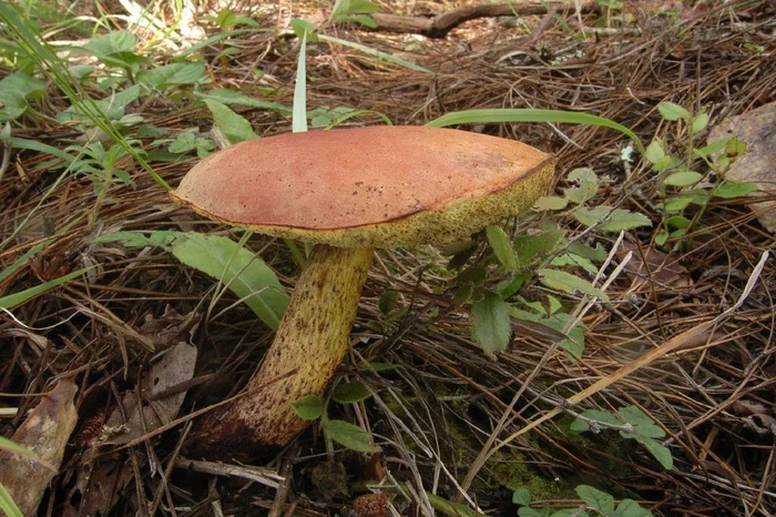 枝瑚菌属(ramaria),红菇属(russula),硬皮马勃属(scleroderma),乳