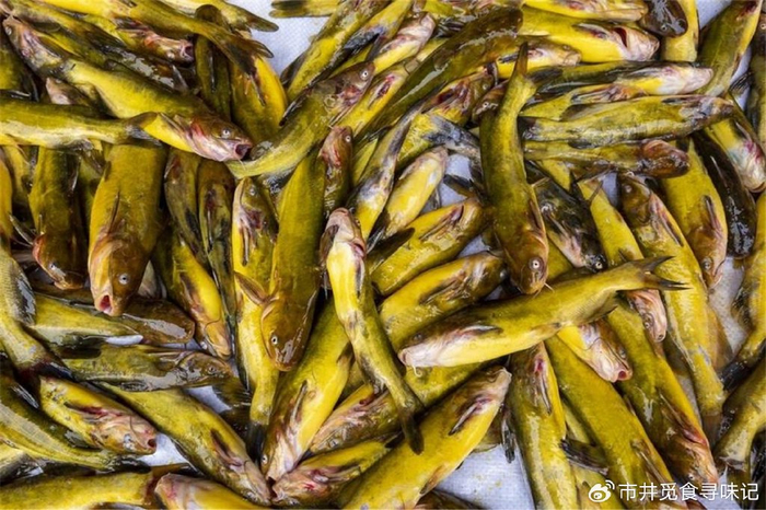 黄骨鱼又叫黄辣丁,黄角丁,是一种小型鱼类,这种鱼分布广泛,主要在一些