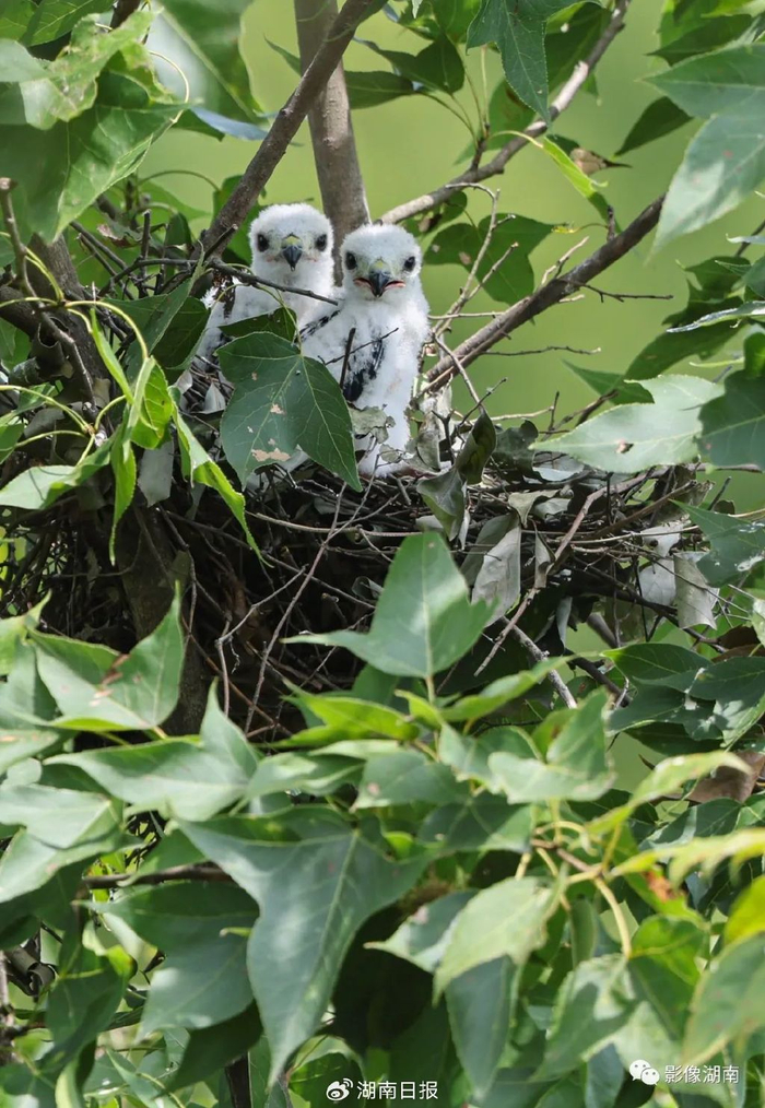 从大鸟筑巢到小鸟出巢,黑冠鹃隼育雏全记录|鸟巢|出巢|小鸟_新浪新闻