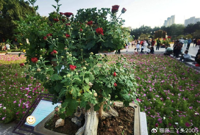 广州"历史最悠久"的菊会,6000菊花组"菊王",地铁直达免门票|广州市