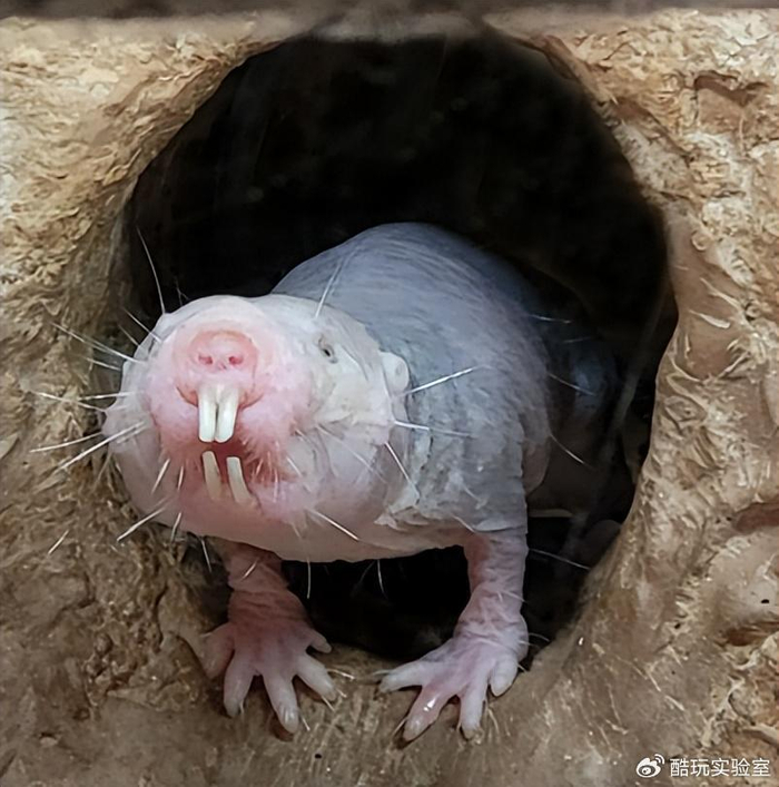 在长寿和抗癌方面,所有人都得喊裸鼹鼠一声"教父"|鼹鼠|抗癌|小鼠