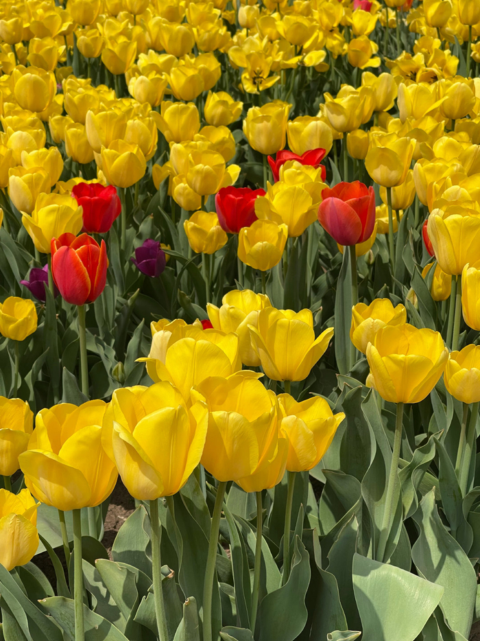 花期将至快收藏这份大连赏花攻略