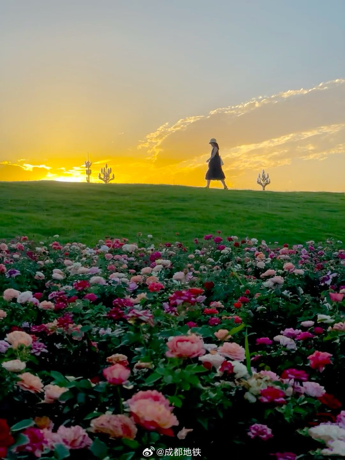 真的要被兴隆湖超大片玫瑰花海美晕了