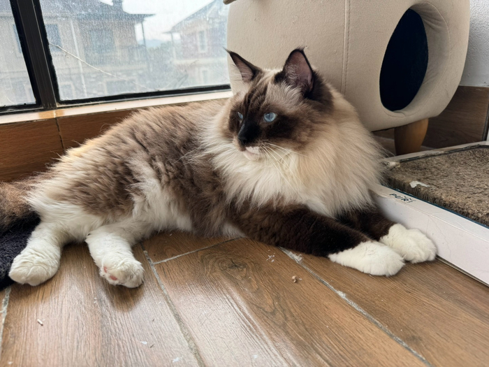 皮猴儿这副成熟稳重的样子跟真的一样