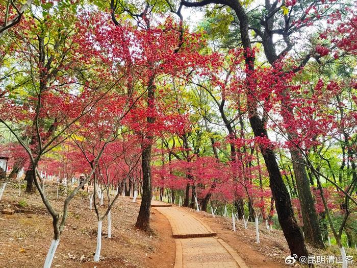 游逛昆明黑龙潭公园红枫岭