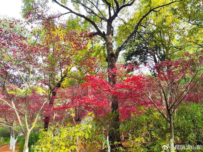 游逛昆明黑龙潭公园红枫岭