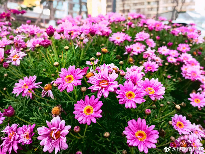 街道边的玛格丽特花