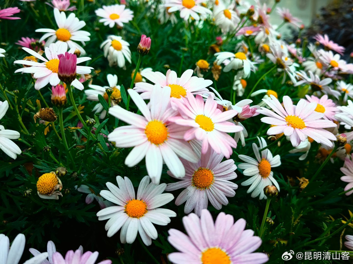 街道边的玛格丽特花