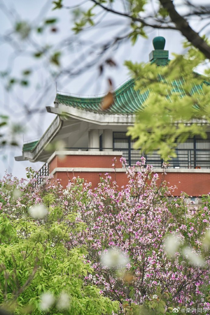春有约花不误广州华南农业大学