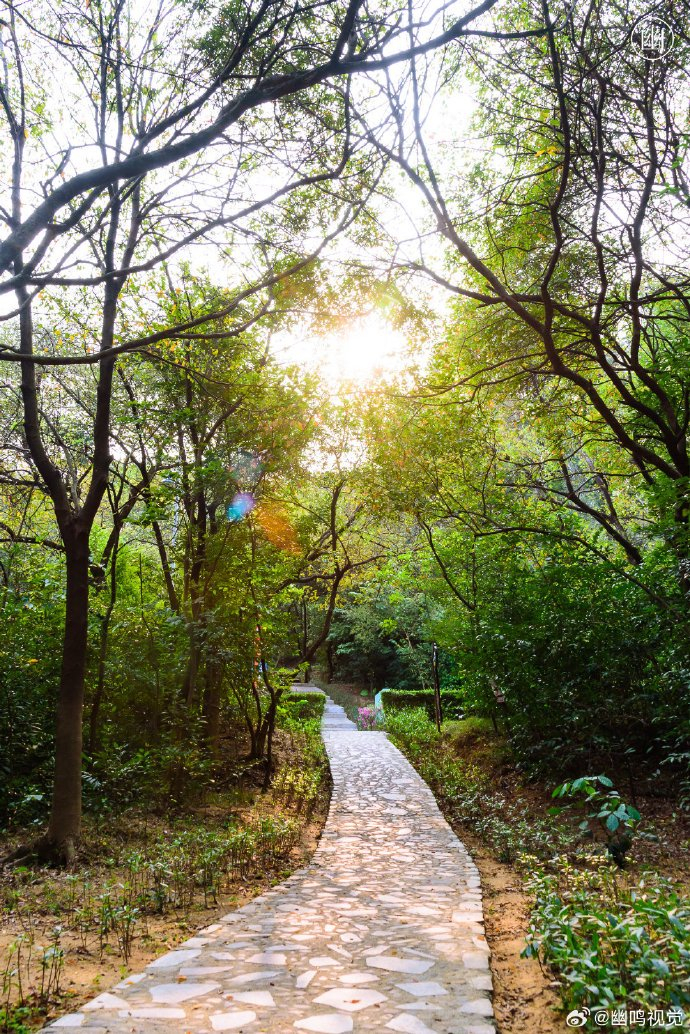 来一场绿意盈盈的citywalk感受城市慢生活东莞元美公园