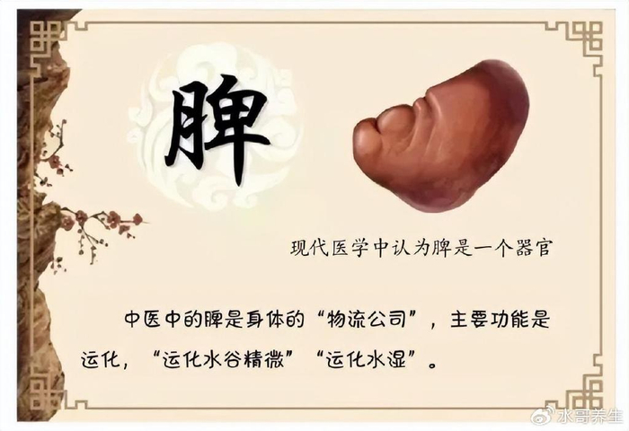 脾主运化,负责运化水湿,如今脾功能受损,水湿运化不出去,只能滞留在体