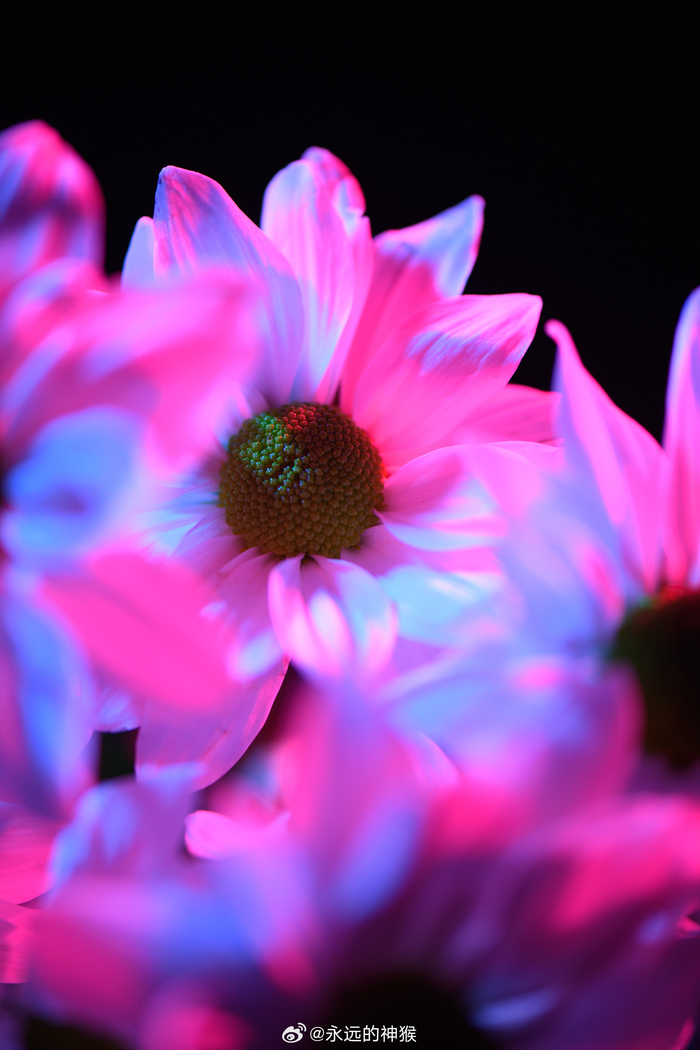 花风火云春天了要拍点彩色的花花by智云功率王x60rgb