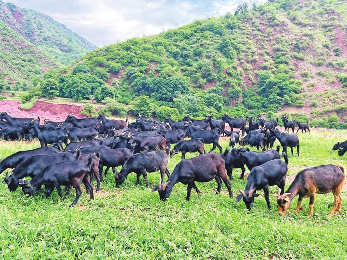 双柏县独田乡养殖黑山羊迈上致富路