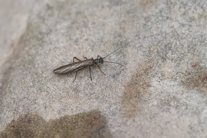 豹乡田的春天,恋爱的蟾蜍和豹子的签名板