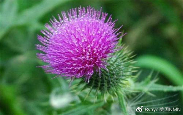 护肝片怎么吃最有效 护肝片哪个牌子好