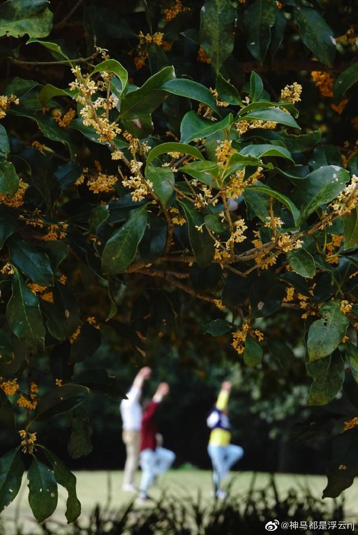 靈谷寺桂花香一起去逛公園呀