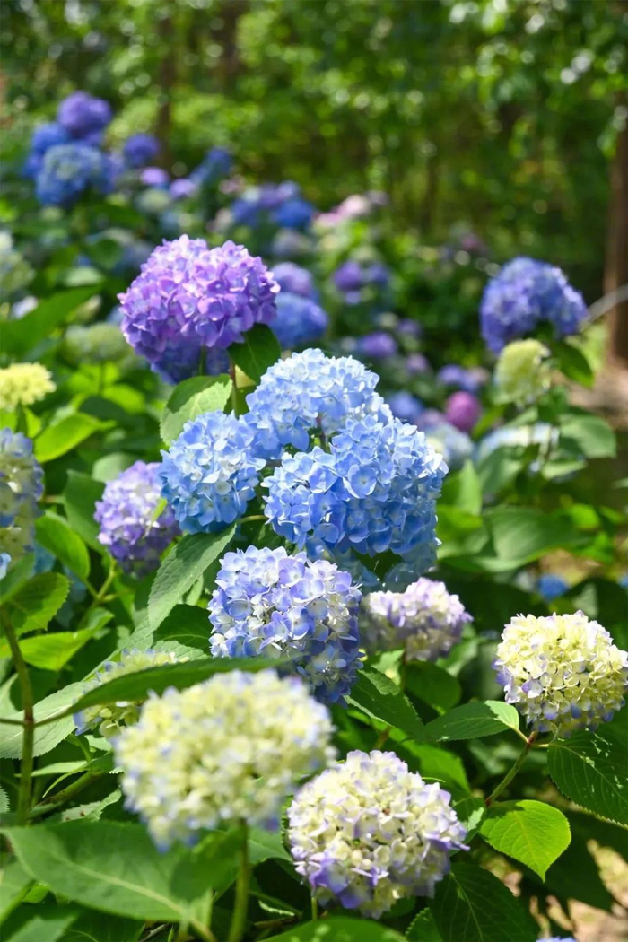 莫奈花园|绣球花|绣球_新浪新闻