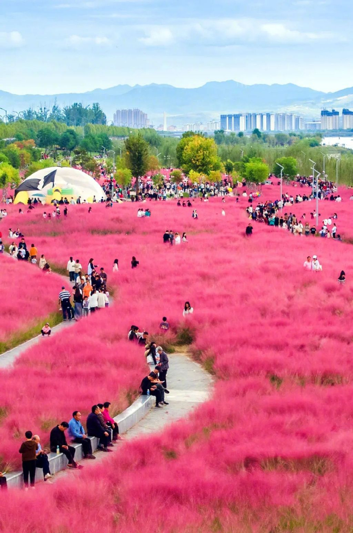 接下来的洛阳,是这样的……|洛阳市|花海|园