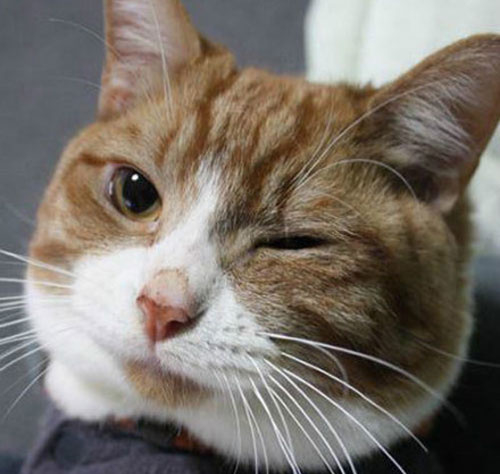 这些会对你wink的猫咪小心被它们电晕