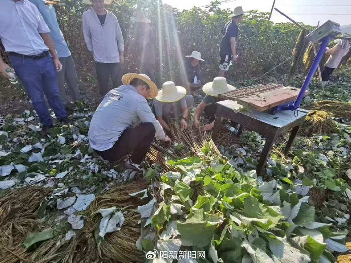 工业大麻行业：开启绿色产业新篇章