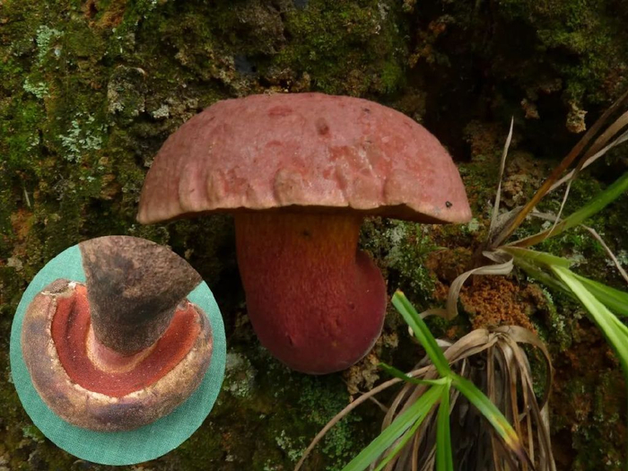 最强野生菌(不)食用指南丨我们不能没有科学